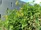 Cape ivy 6 - Weedbusters.jpg