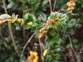 Darwin's barberry 8 - Weedbusters.jpg