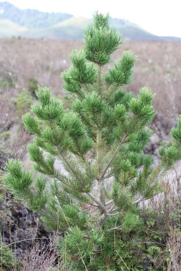 Wilding Conifers - Contorta pine - Weedbusters (1).jpg