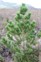 Wilding Conifers - Contorta pine - Weedbusters (1).jpg