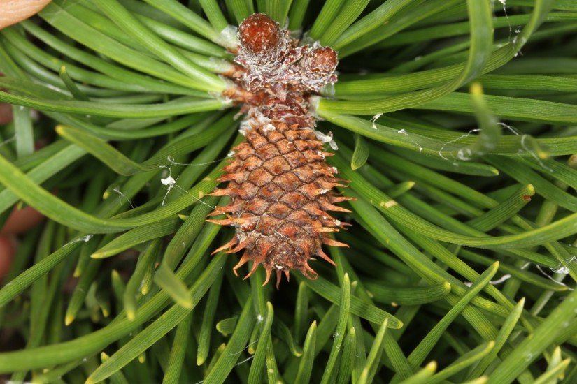 Wilding Conifers - Contorta pine - Weedbusters (2).jpg