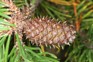 Wilding Conifers - Contorta pine - Weedbusters (4).jpg