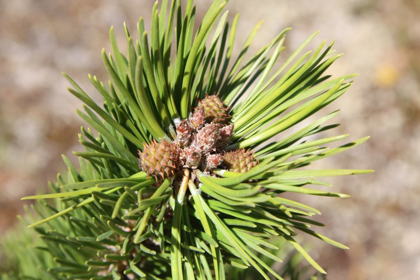 Wilding Conifers - Contorta pine - Weedbusters (6).jpg