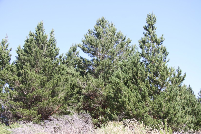 Wilding Conifers - Contorta pine - Weedbusters (7).jpg