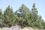 Wilding Conifers - Contorta pine - Weedbusters (7).jpg