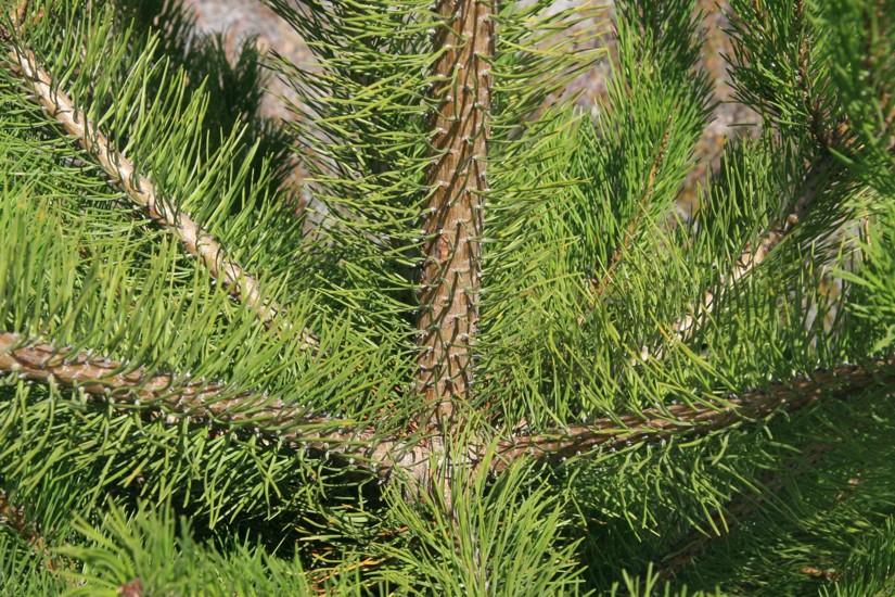 Wilding Conifers - Contorta pine - Weedbusters (8).jpg