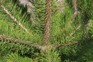 Wilding Conifers - Contorta pine - Weedbusters (8).jpg