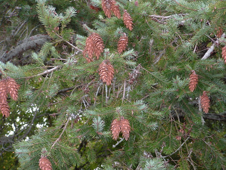 Wilding Conifers - Douglas fir - Weedbusters (2).jpg