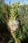 False tamarisk 4 - Weedbusters.jpg