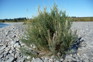 False tamarisk 2 - Weedbusters.jpg