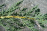 False tamarisk 3 - Weedbusters.jpg