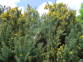 Gorse 4.JPG