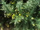 Gorse 1.JPG