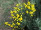 Gorse 2.JPG