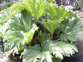 Gunnera - Weedbusters.jpg