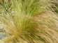 Nassella tussock 3 - Weedbusters.jpg