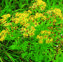 ragwort.jpg