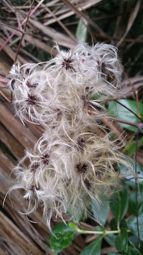 Its name comes from the wispy appearance of mature Old Man’s Beard flowers.