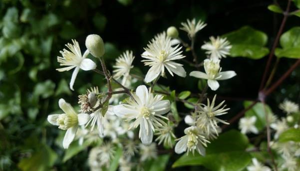 Old Man’s Beard is a pest plant that will smother the plants it grows on.