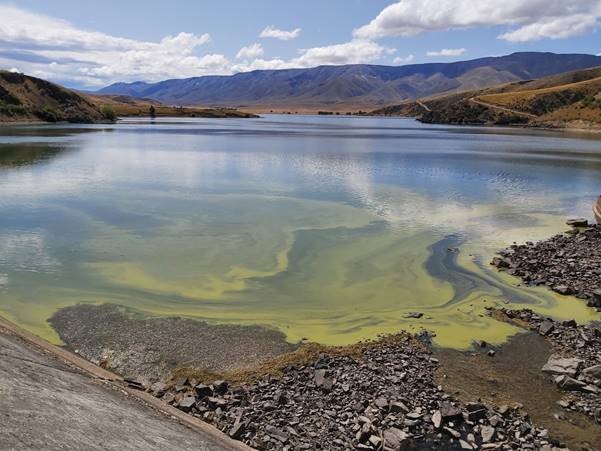 Green algal bloom photographed by ORC staff at Falls Dam this afternoon.