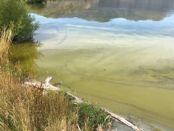 Cyanobacteria algal bloom in Lake Hayes on Saturday.