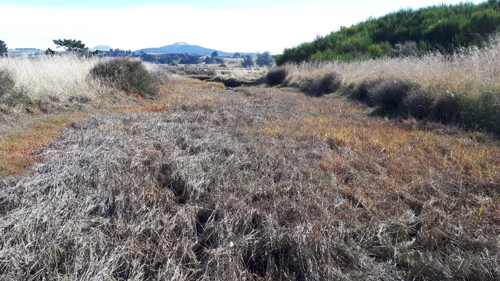 Karitane estuary after spraying.