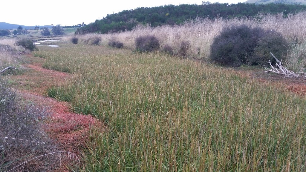 Karitane estuary covered in spartina before spraying.