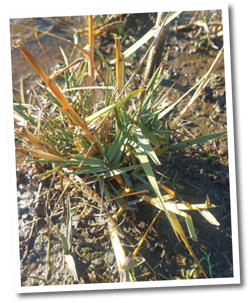 Invasive exotic grass, Spartina