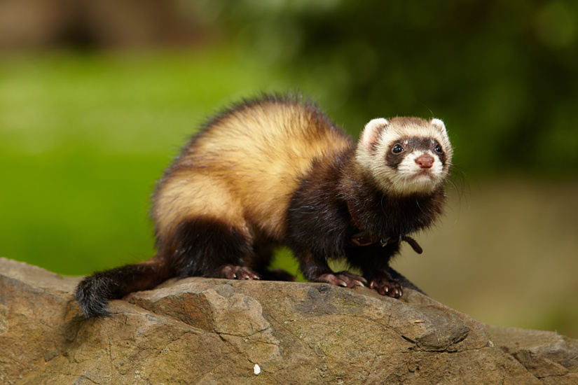Ferret In Summer Adobestock 442572719