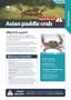 Asian Paddle Crab R Pest Fact Sheets A4 Oct 2025 Cover Page 1