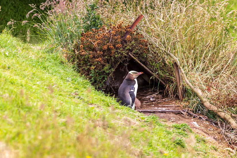 Yellow Eyed Penguin Megadyptes Antipodes Hoiho Adobestock 313374512