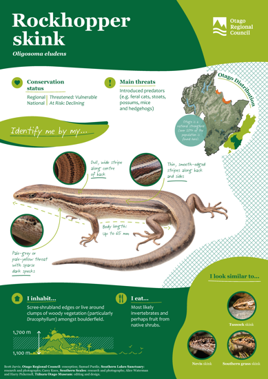 ORC Rockhopper Skink A4 2024 (1)