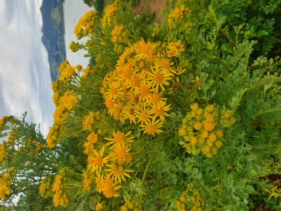 Ragwort Goldent Flower Photo Kirk Robertson