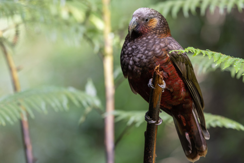 Kaka (Nestor Meridionalis Maungatautari Reserve Bird Adobestock 398659655