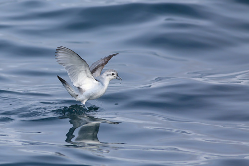 Bird Fairy Prion Pachyptila Turtur Stewart Island Adobestock 575288769