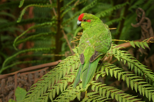 Bird Cyanoramphus Novaezelandiae Red Crowned Parakeet Kakariki Adobestock 224131354