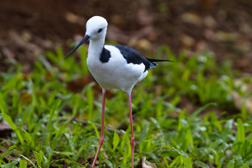Pied Stilt Poaka Himantopus Himantopus Leucocephalus Adobestock 1422823436