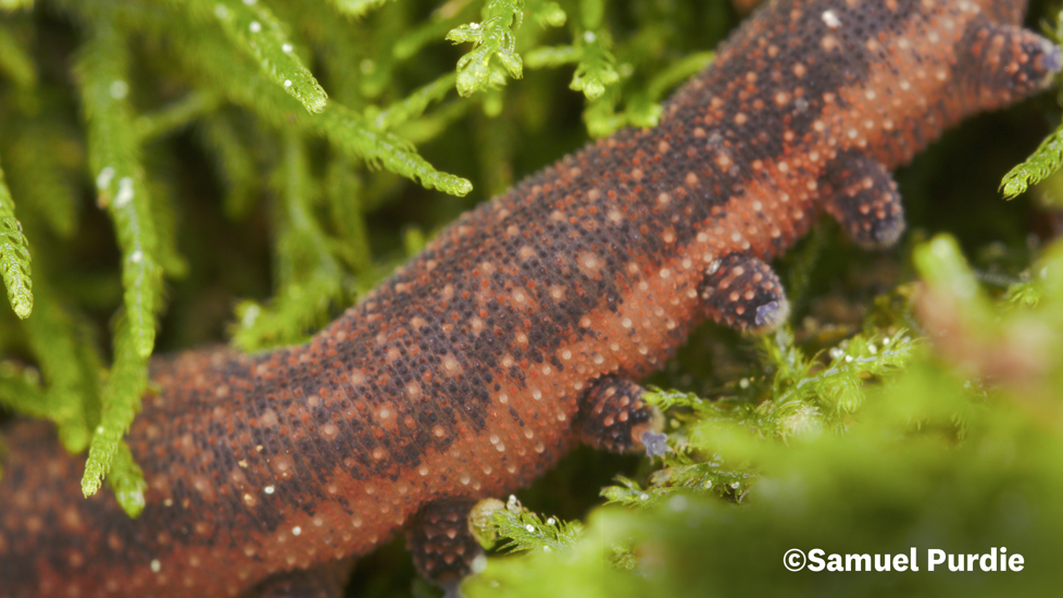 P. Otepoti 5 Samuel Purdie Velvet Worms Website Use Only