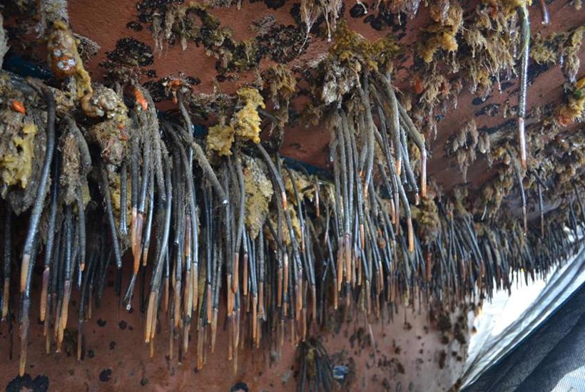 Sabella On Hull From Hamish Lass BOP RC