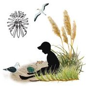 Find Out More About Rooks