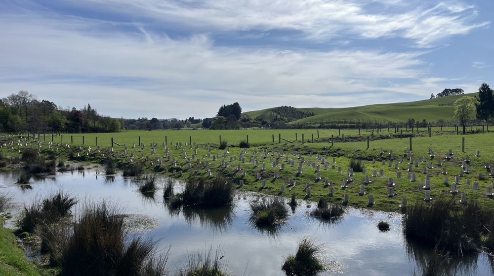 A Great Example Of A Fenced Off Waterway With Riparian Plantings In Te Hakapupu