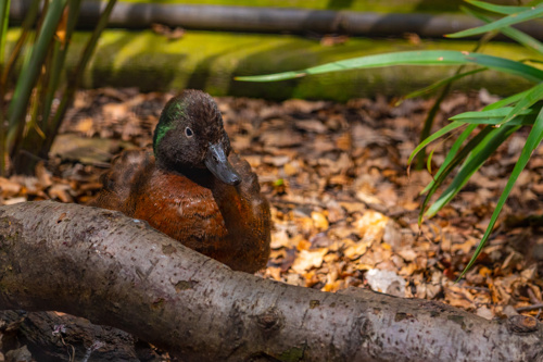 Brown Teal At Kiwi Birdlife Park In Queenstown Adobestock 355579597