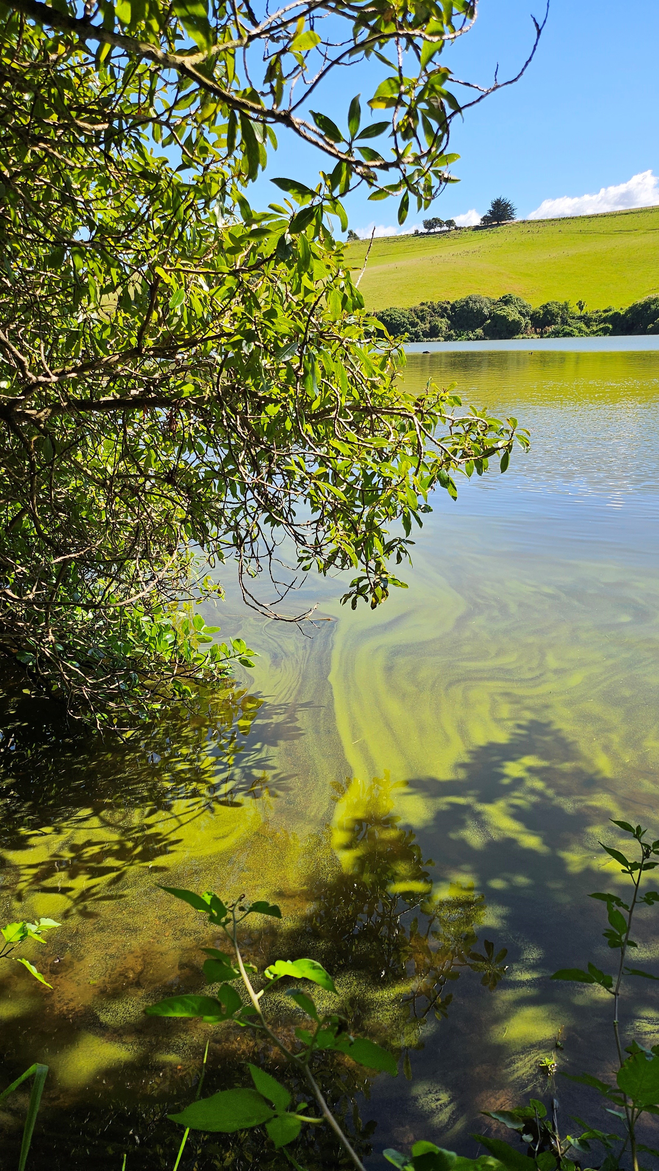 Toxic Algae Upper Tomahawk Lagoon Mar 2025