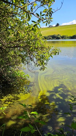 Toxic Algae Upper Tomahawk Lagoon Mar 2025