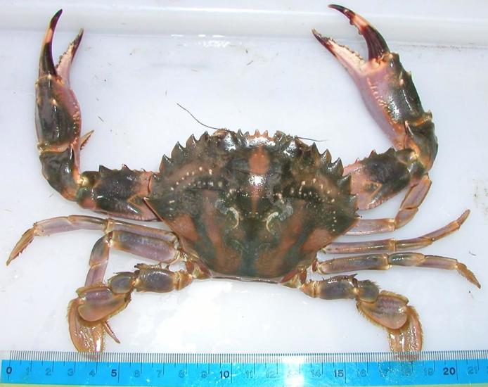 Asian Paddle Crab To Scale Photo NIWA