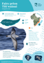 Fairy Prion Tītī Wainui Thumbnail