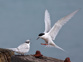 White Fronted Tern Sterna Striata Aramoana Mole Adobestock 575288795