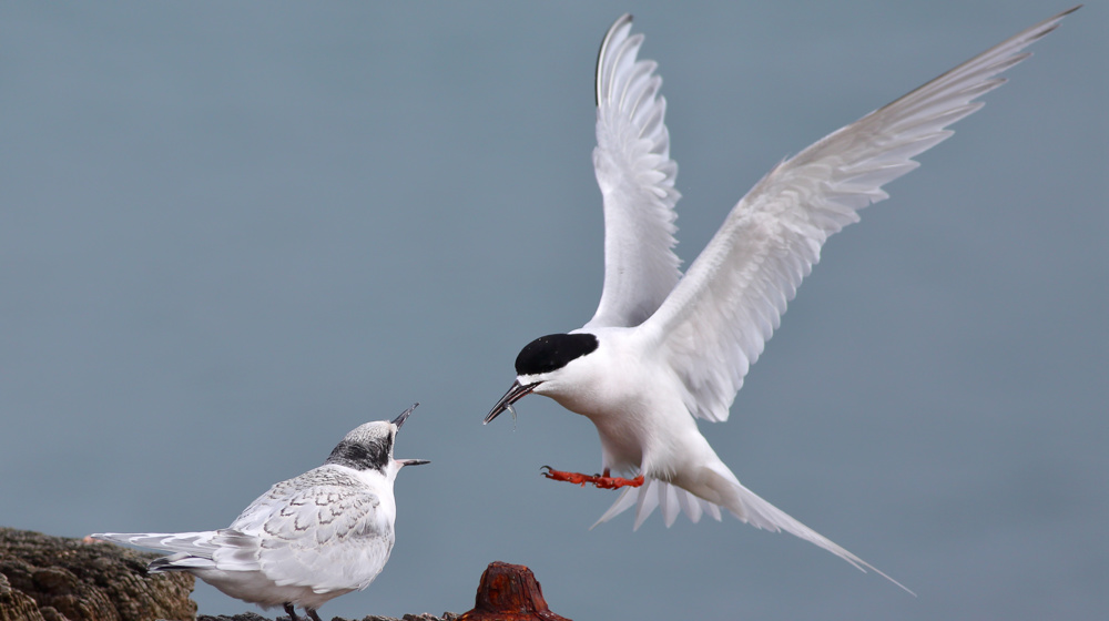 White Fronted Tern Sterna Striata Aramoana Mole Adobestock 575288795