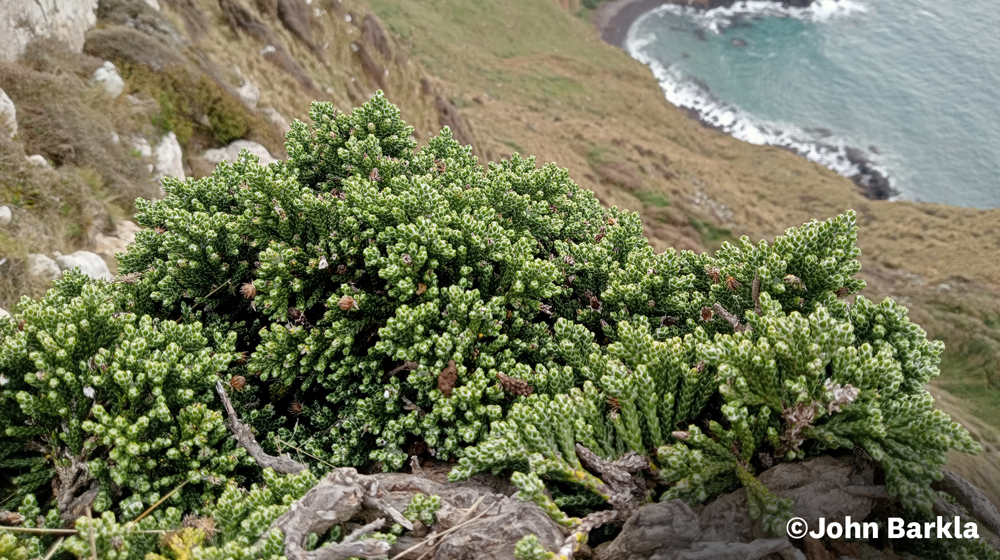 Helichrysum Simpsonii Subsp. Tumidum Sandymount, Otago Peninsula. Credit John Barkla