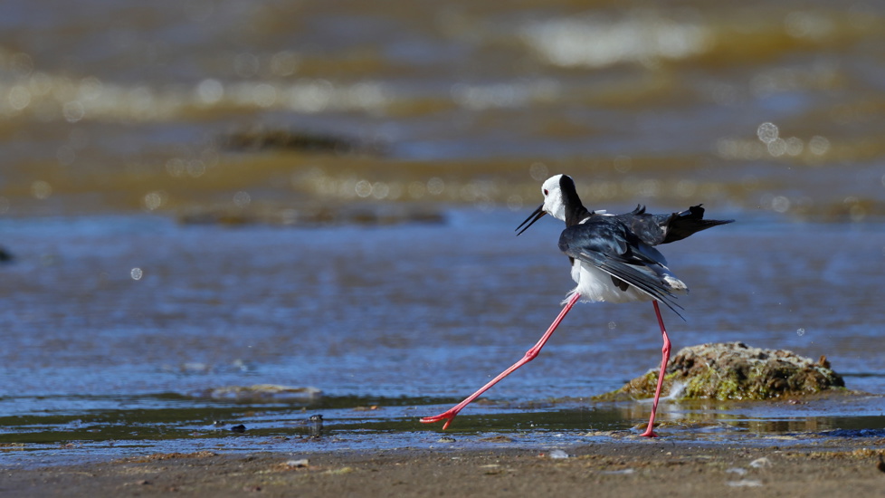 A Pied Stilt Or White Headed Stilt Himantopus Leucocephalus Is Moving In The Strong Wind At Tomahawk Lagoon Adobestock 572269368